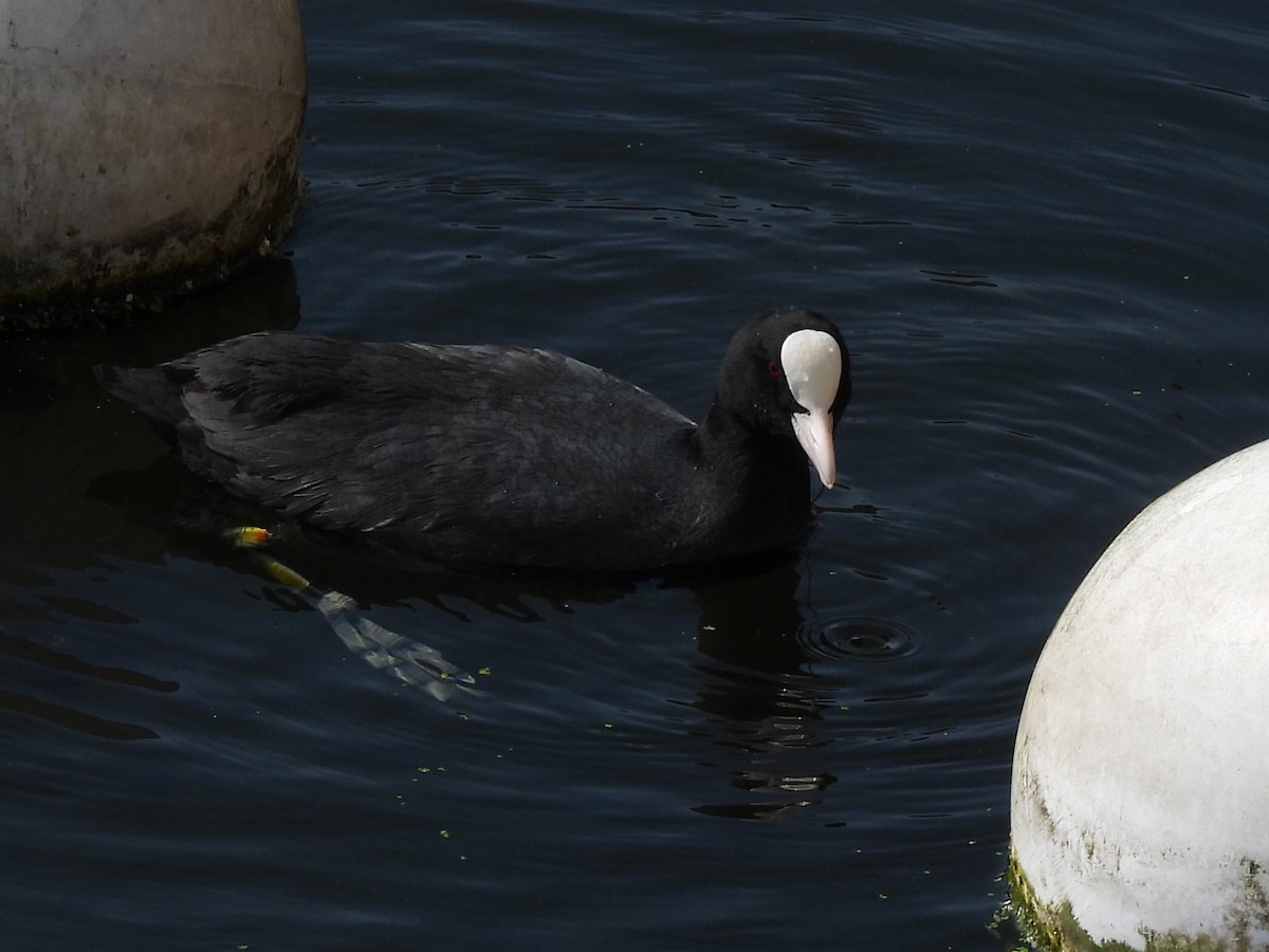 Eurasian Coot - Gerald Moore