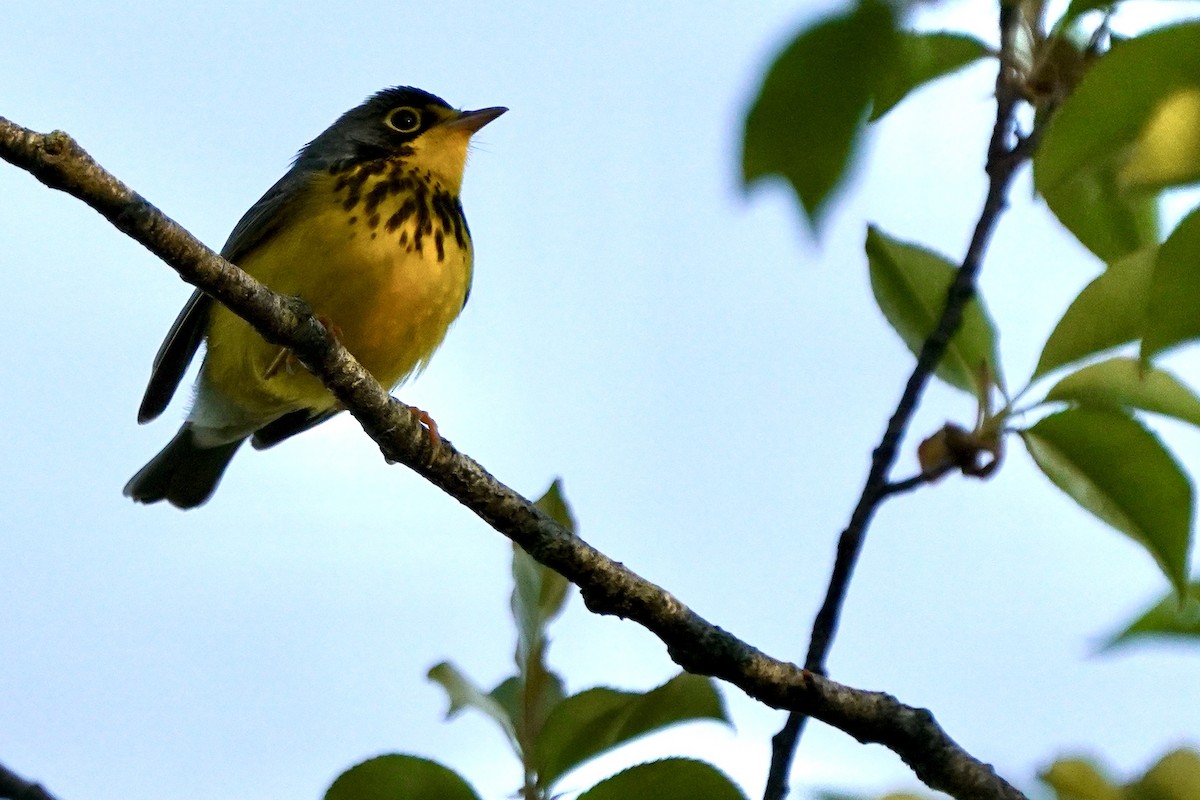 Canada Warbler - Eric Bashor