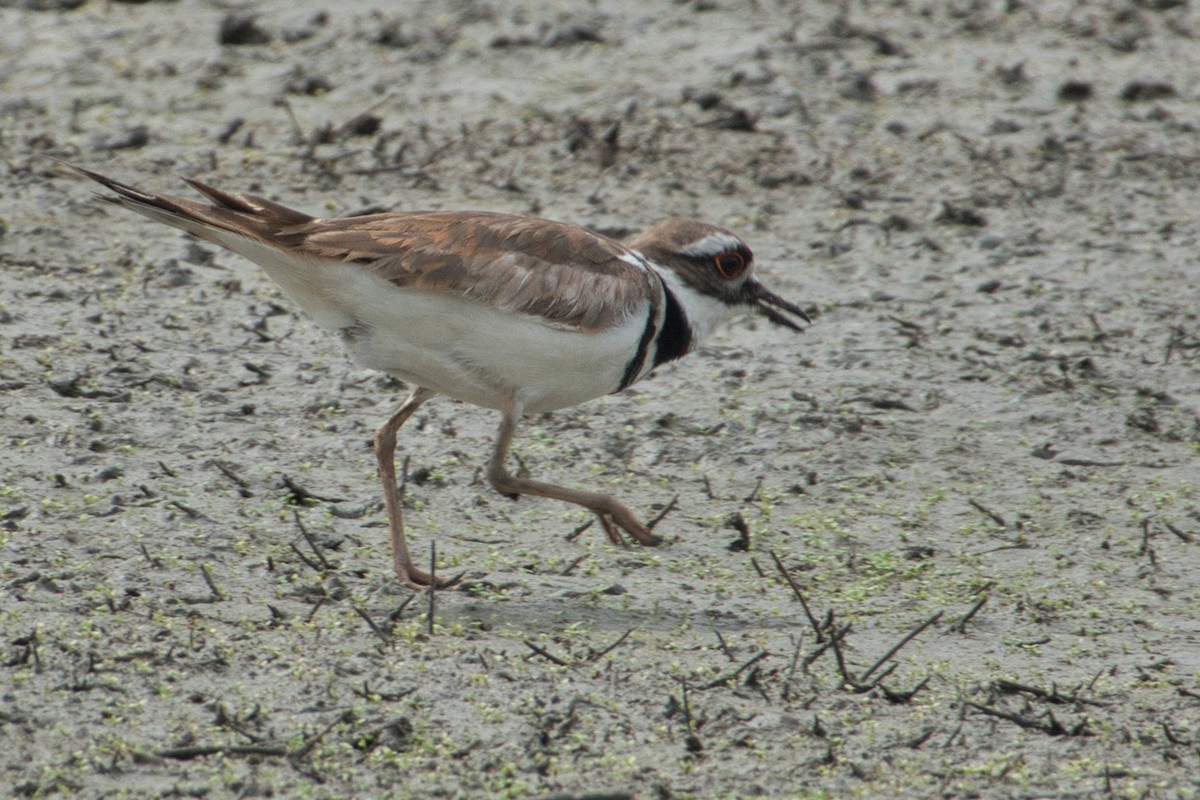 Killdeer - Rob Kelder