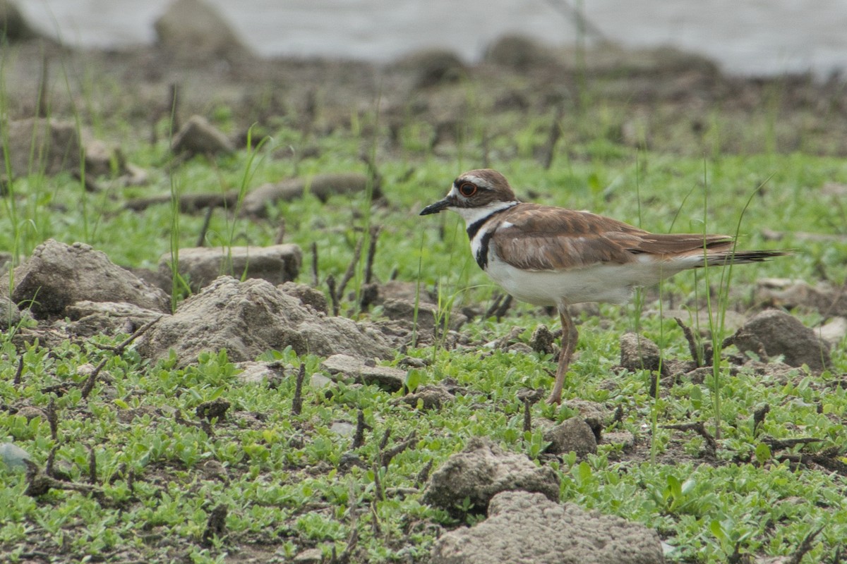 Killdeer - Rob Kelder