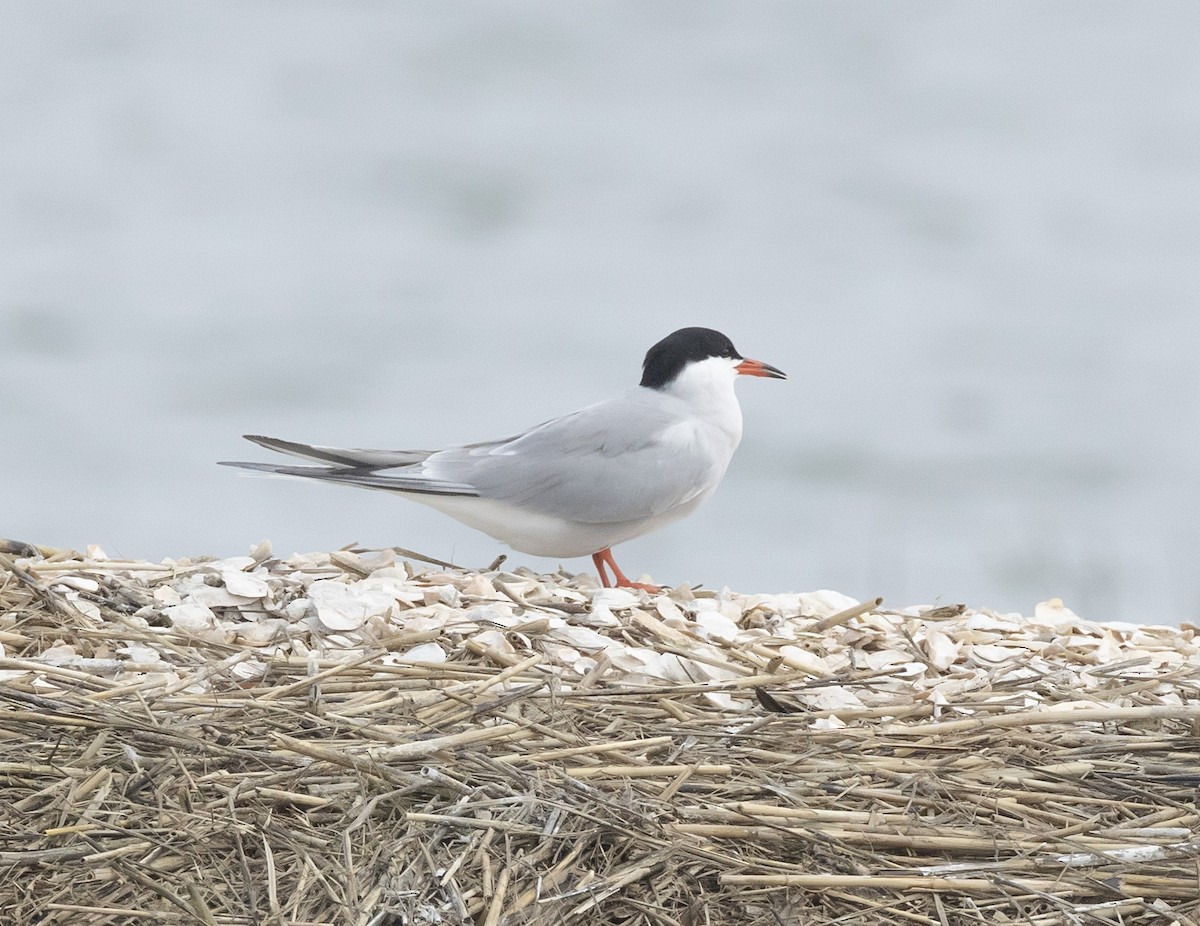 Common Tern - terry moore