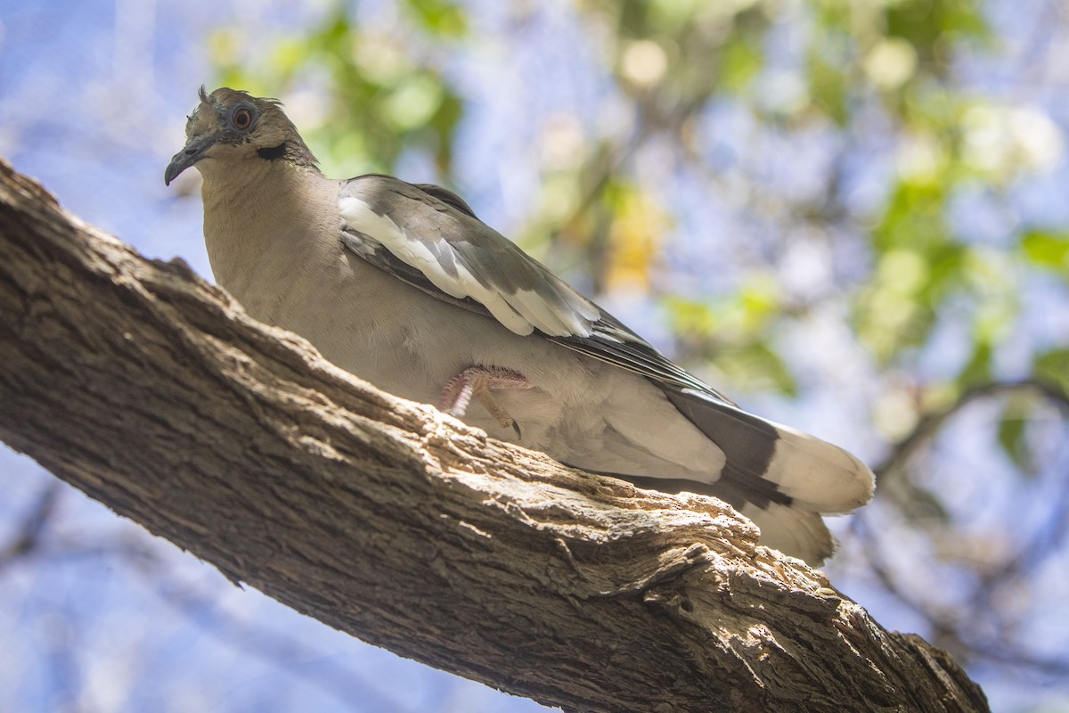 White-winged Dove - Elliot Barnathan