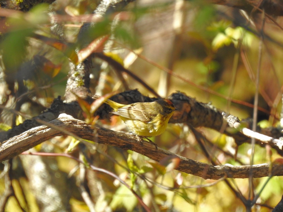 Palm Warbler - Beatrix Kohlhaas