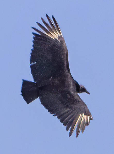 Black Vulture - Elliot Barnathan