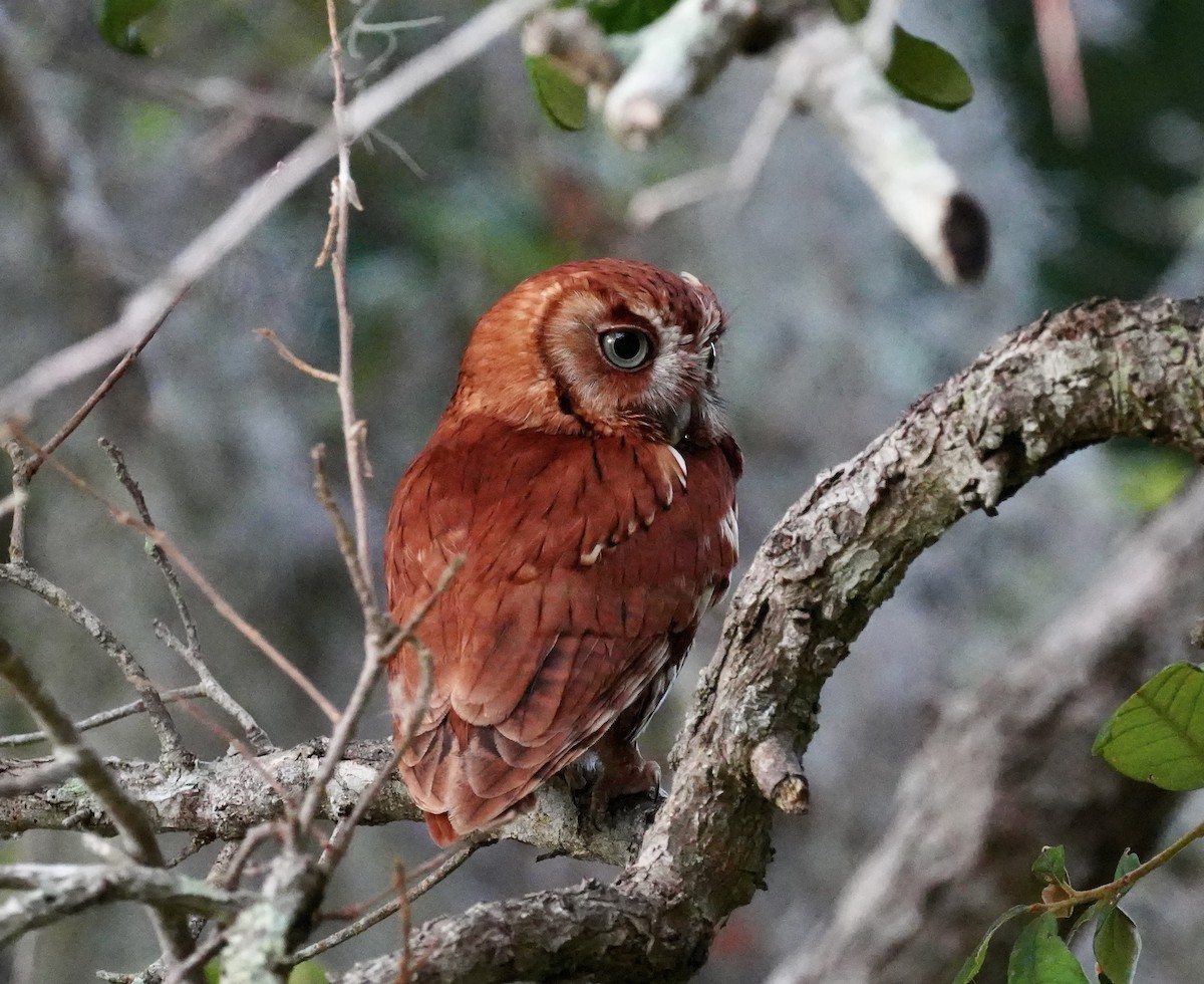 Eastern Screech-Owl - Katharine Abbott