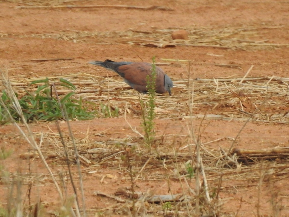 Red Collared-Dove - Win Nwe