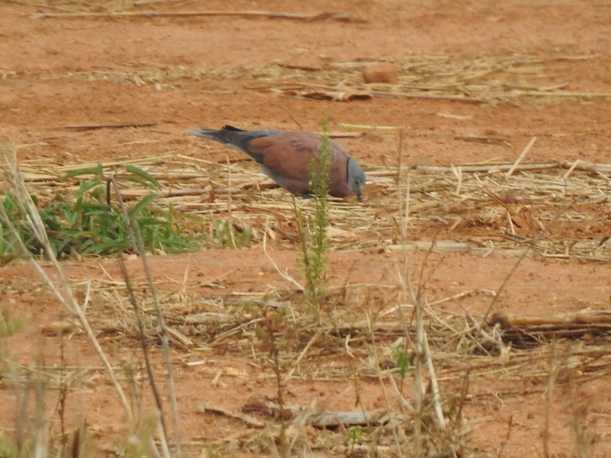 Red Collared-Dove - ML618816381