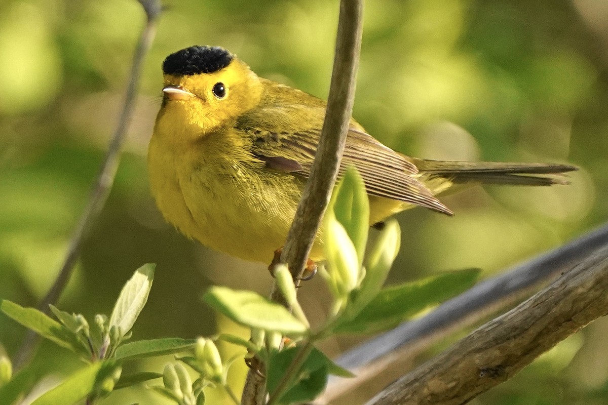 Wilson's Warbler - Eric Bashor