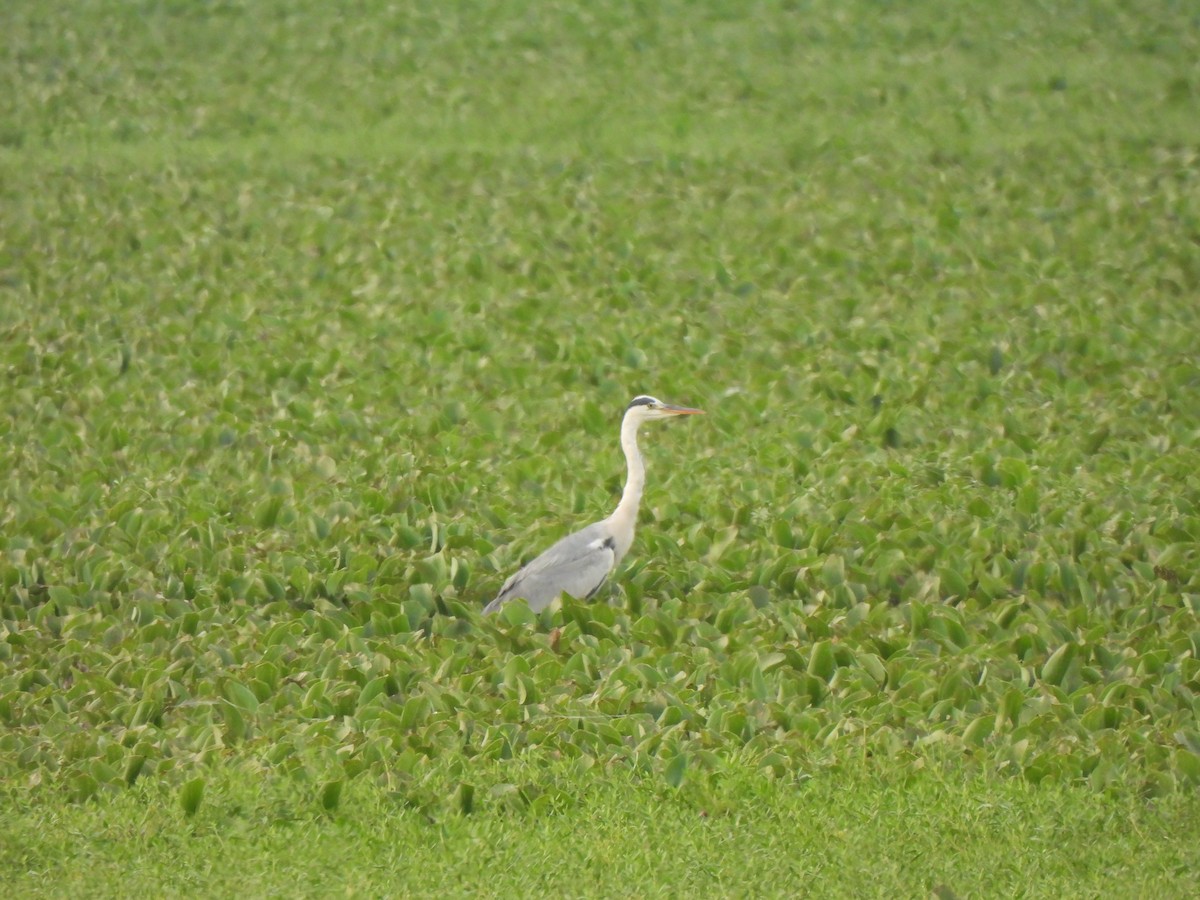 Gray Heron - Shree Raksha