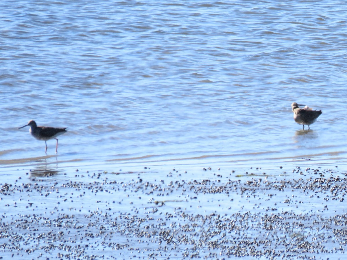 Greater Yellowlegs - ML618816398