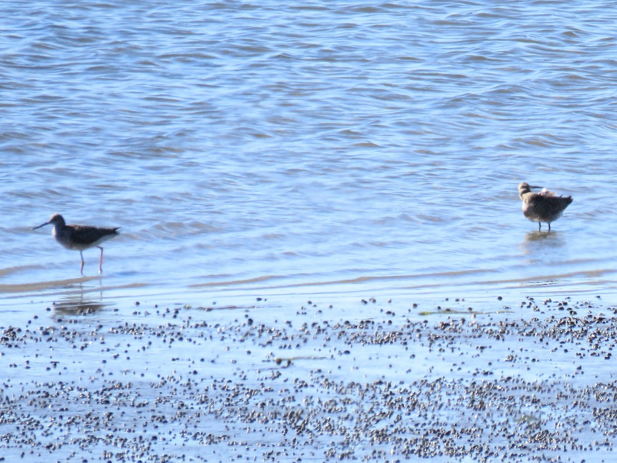 Greater Yellowlegs - William Noble