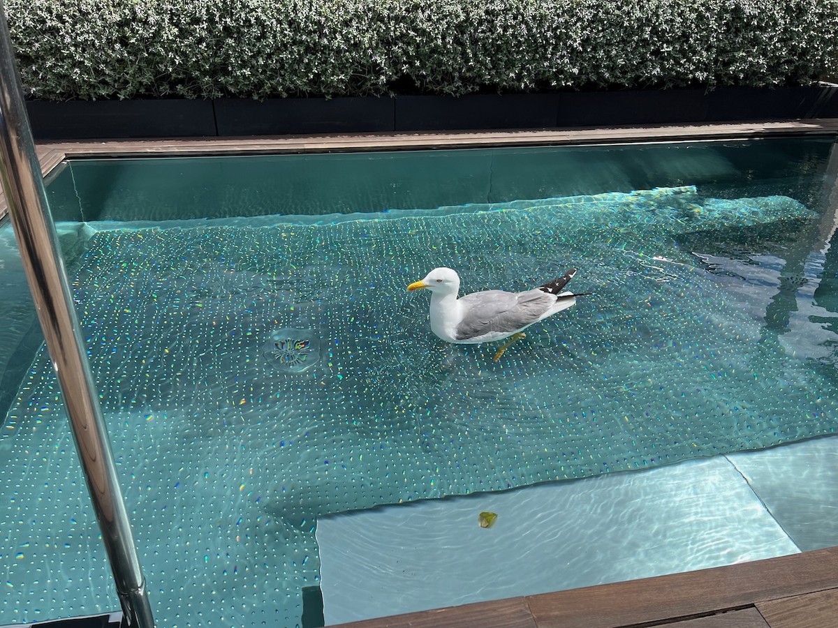 Yellow-legged Gull - Wendy Feltham