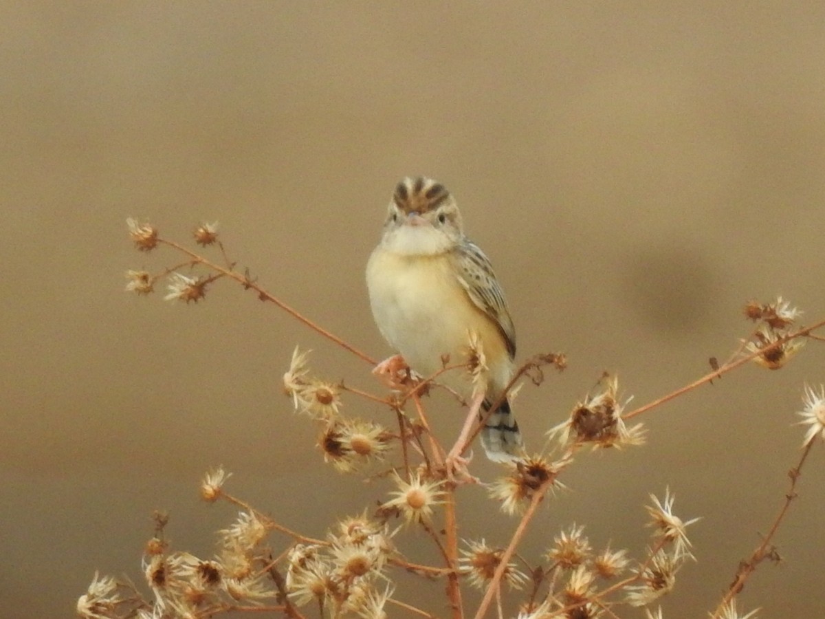 Zitting Cisticola - ML618816402