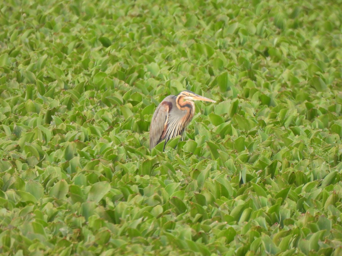 Purple Heron - Shree Raksha