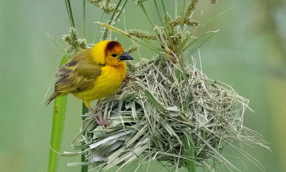 Taveta Golden-Weaver - ML618816409