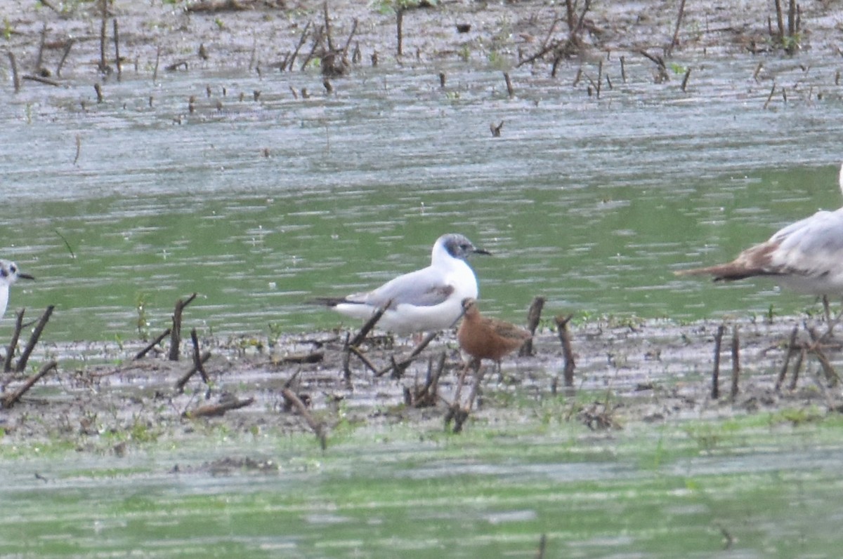 Bonaparte's Gull - Mark Holt