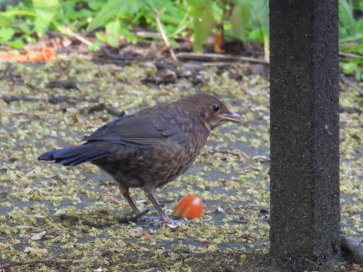 Eurasian Blackbird - Gerald Moore