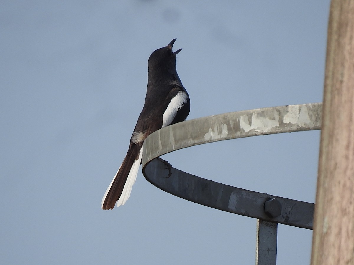 Oriental Magpie-Robin - ML618816425