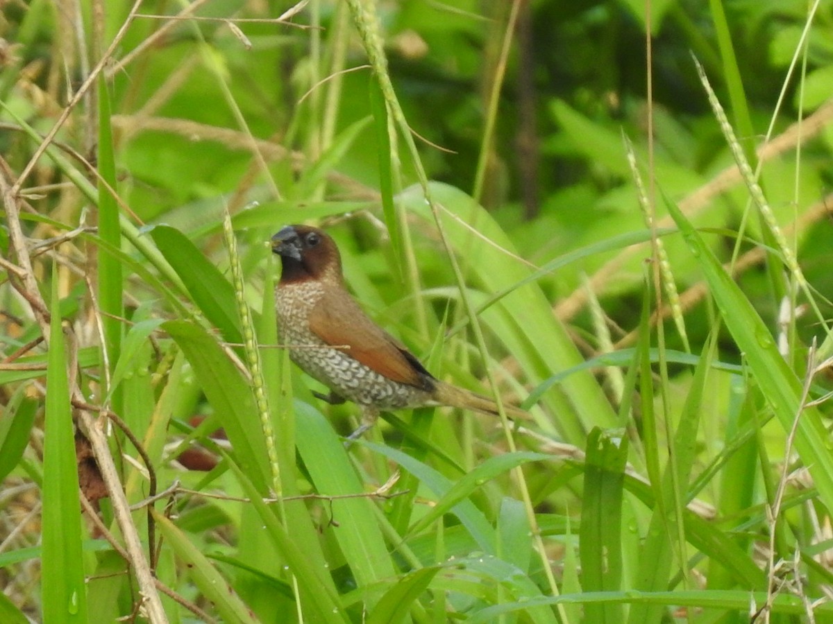 Scaly-breasted Munia - Win Nwe