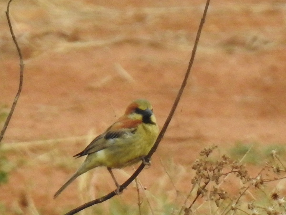 Plain-backed Sparrow - Win Nwe