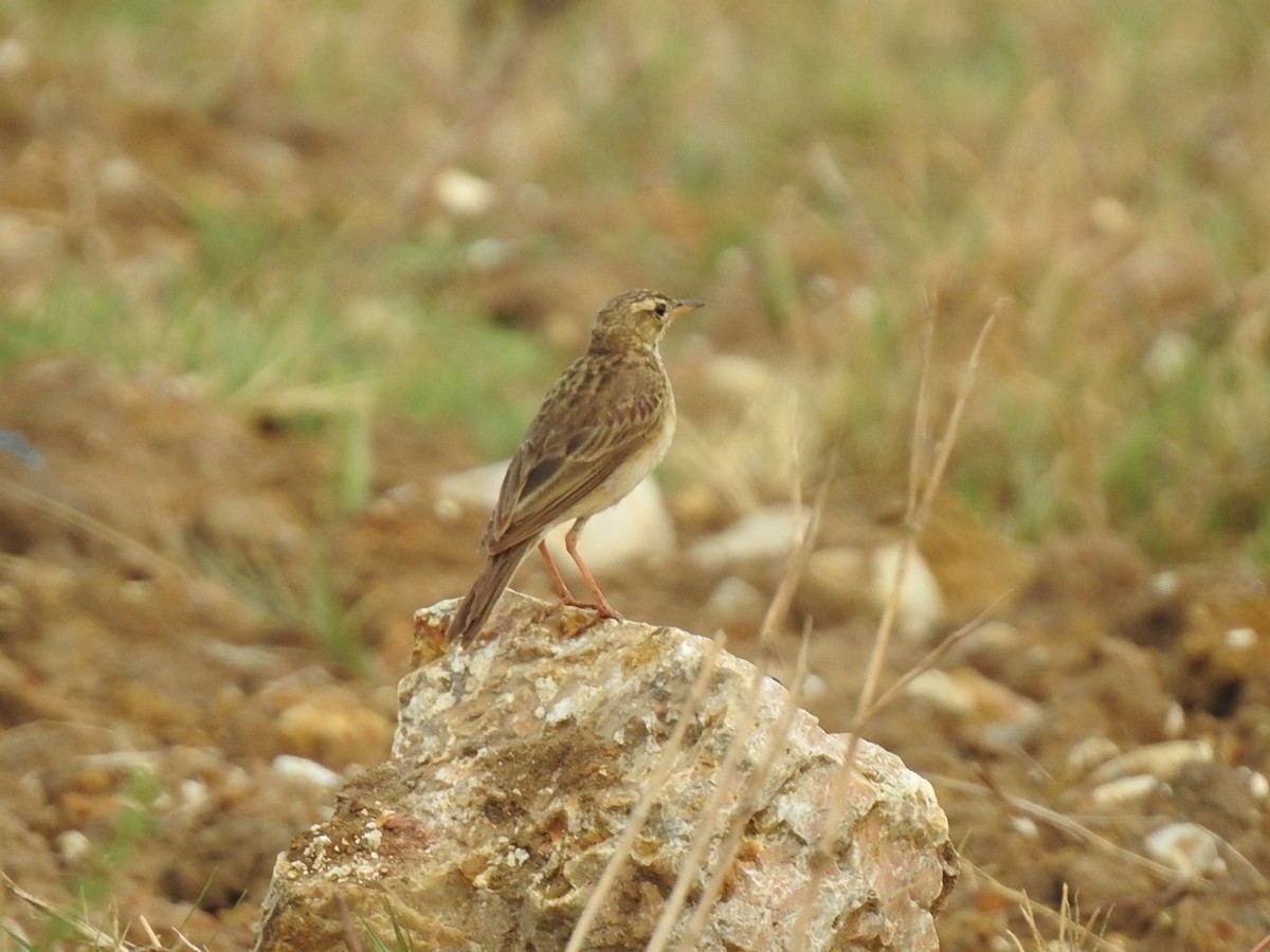 Pipit de Richard ou P. rousset - ML618816449