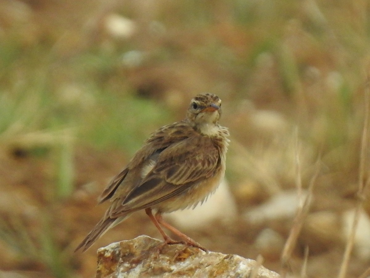 Richard's/Paddyfield Pipit - ML618816461