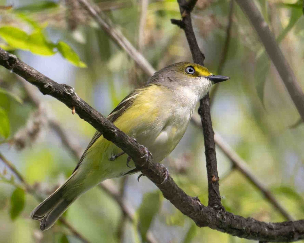 Ak Gözlü Vireo - ML618816469