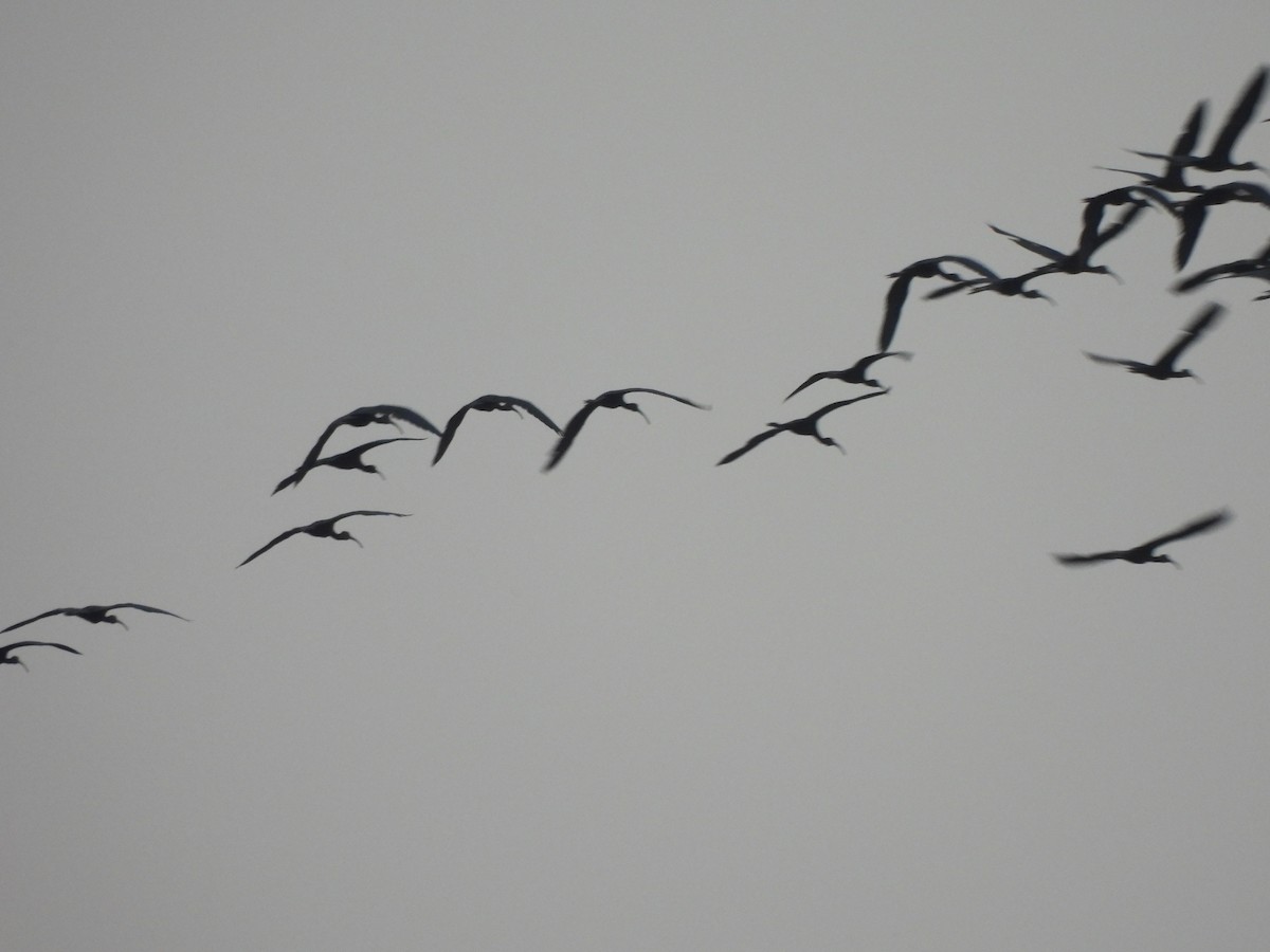 Glossy Ibis - Shree Raksha