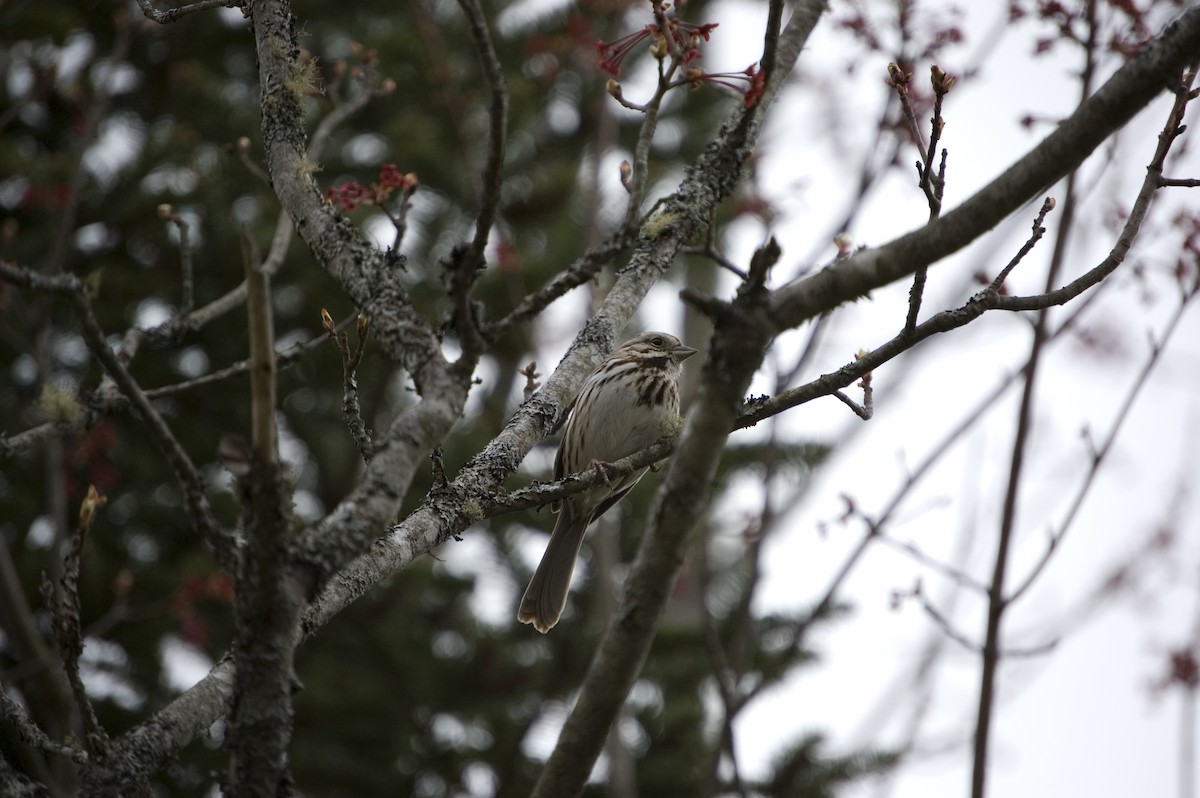 Song Sparrow - Charlotte Johnston