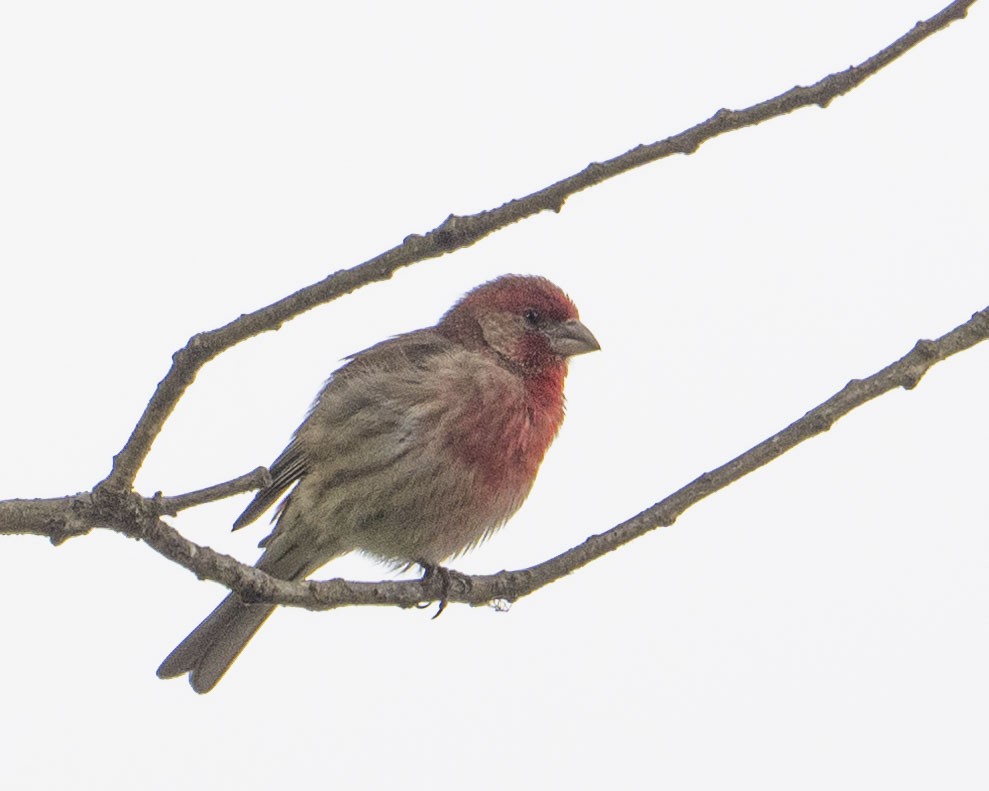 House Finch - Gary Hofing