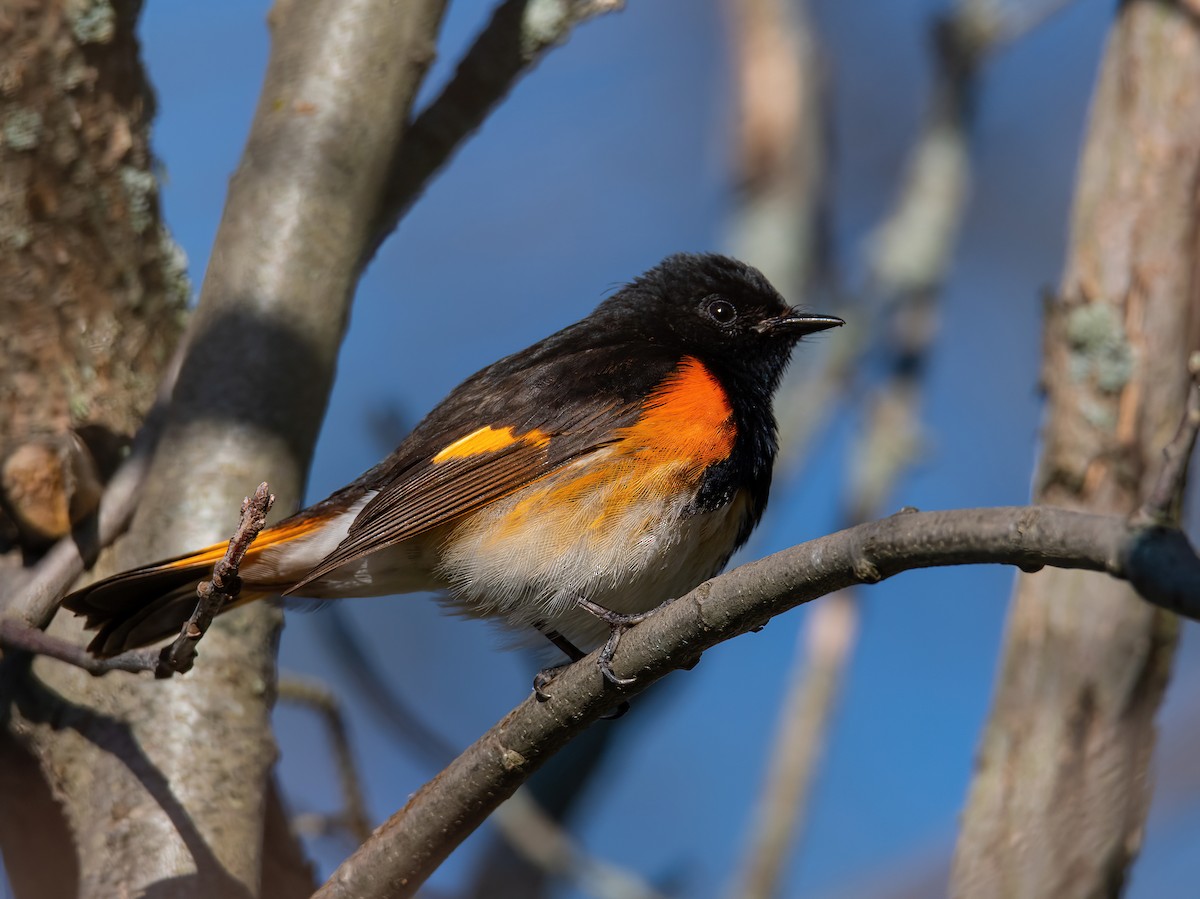 American Redstart - Theresa Ray