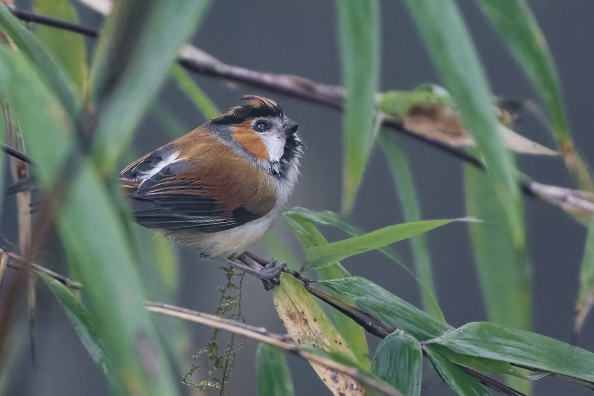 Black-throated Parrotbill - Amit Dutta