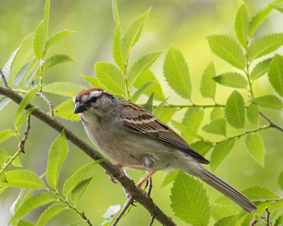 Chipping Sparrow - ML618816487