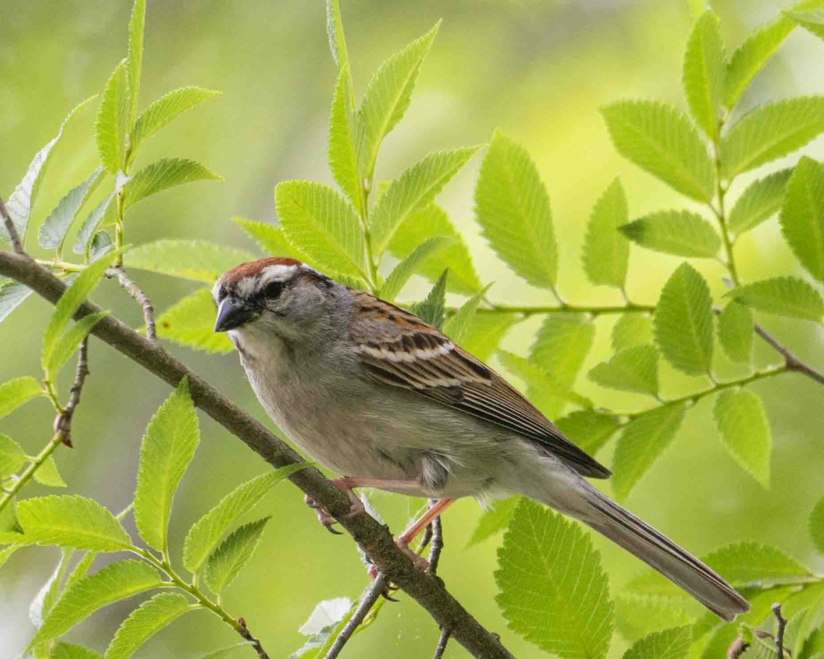 Chipping Sparrow - Gary Hofing