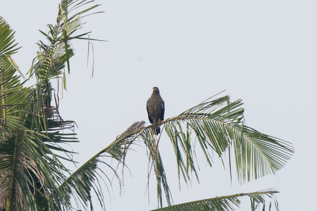 Haubenschlangenadler - ML618816491