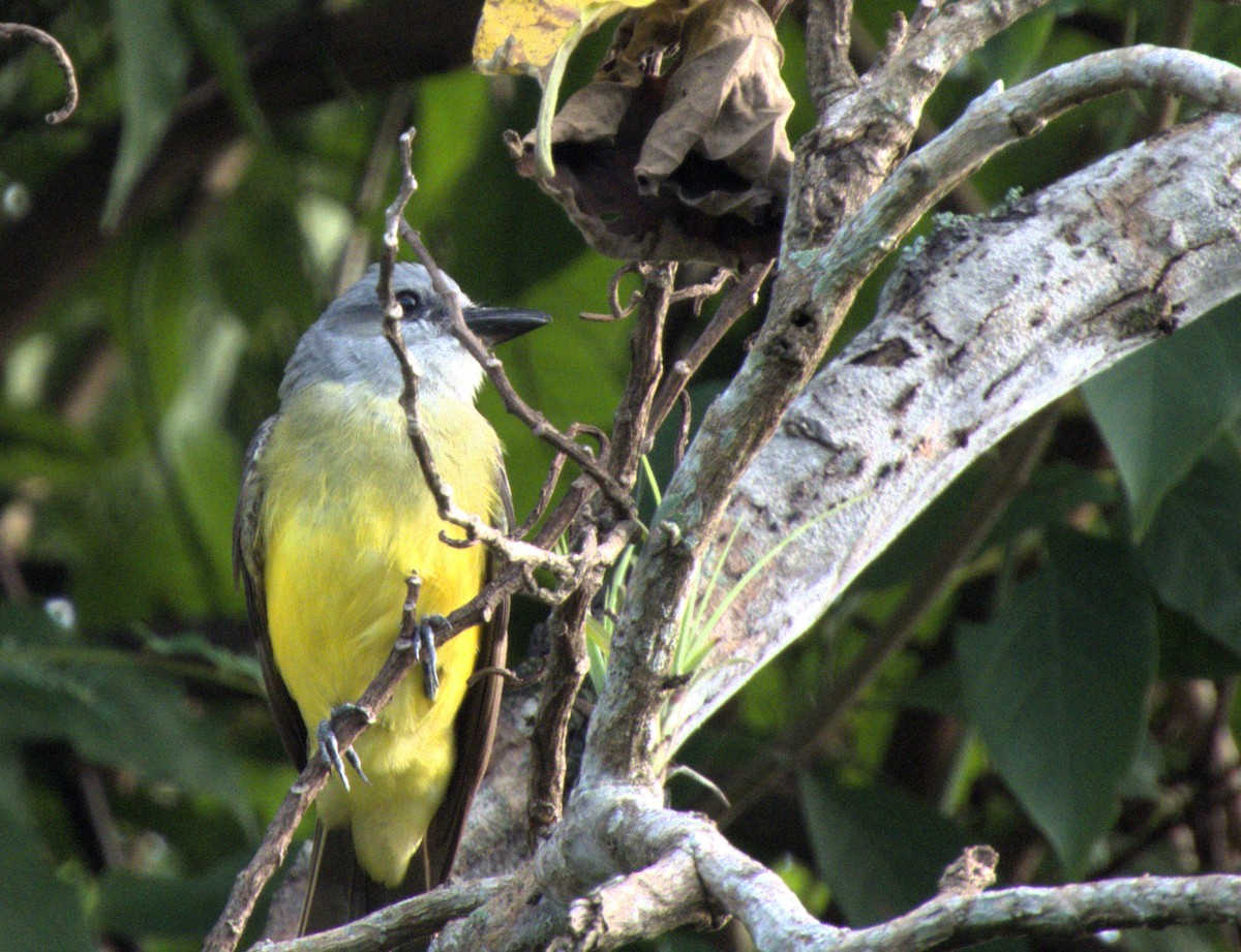 Tropical Kingbird - Beatriz Helena Pinzón Estupiñan