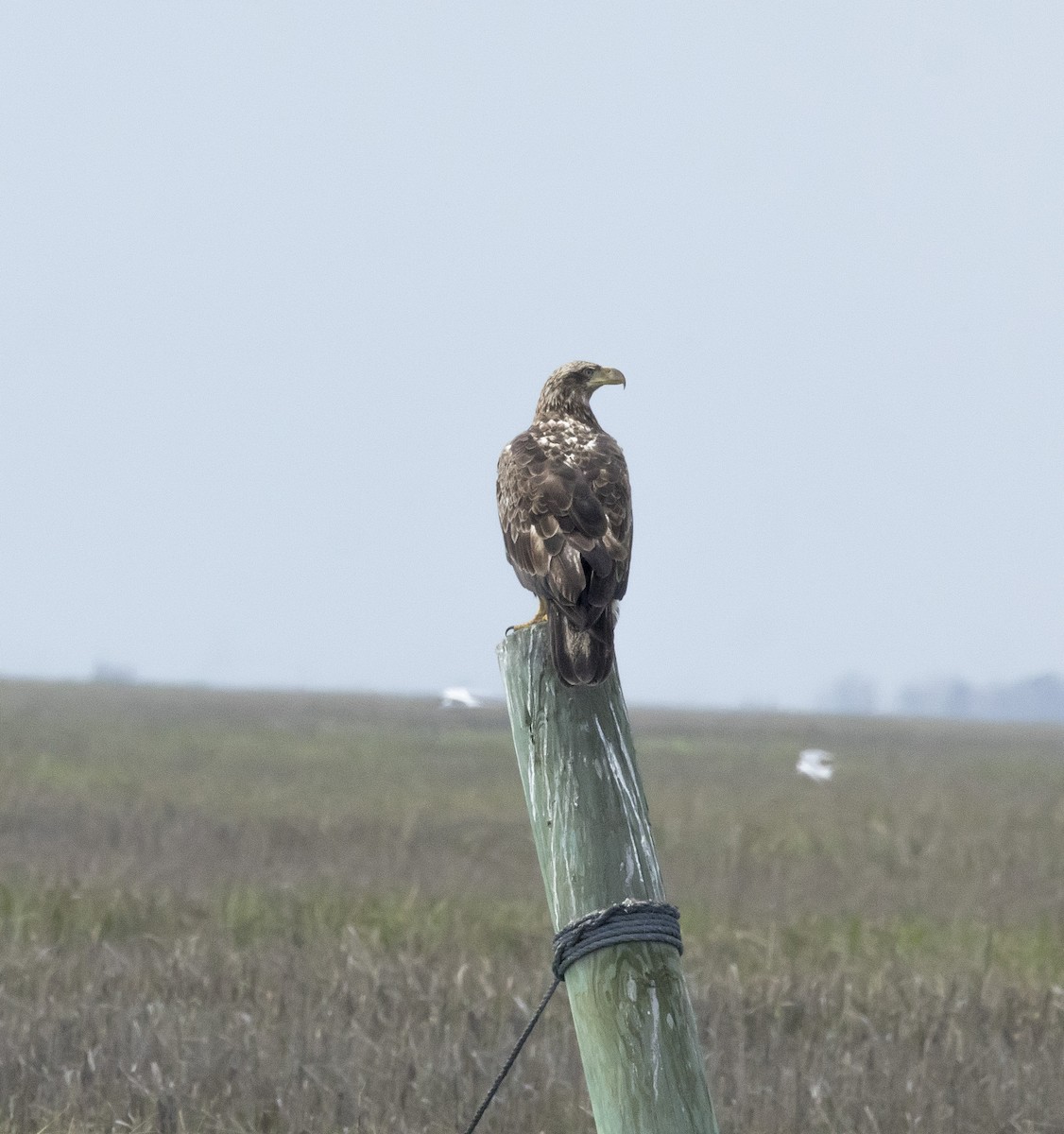 Bald Eagle - terry moore