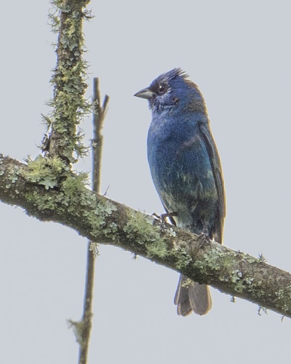 Indigo Bunting - Gary Hofing