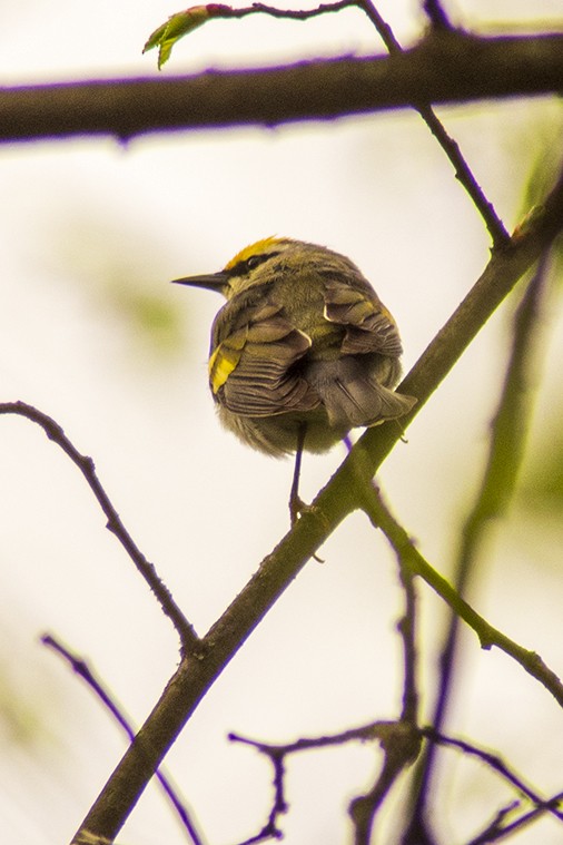 Golden-winged Warbler - Steve Coates