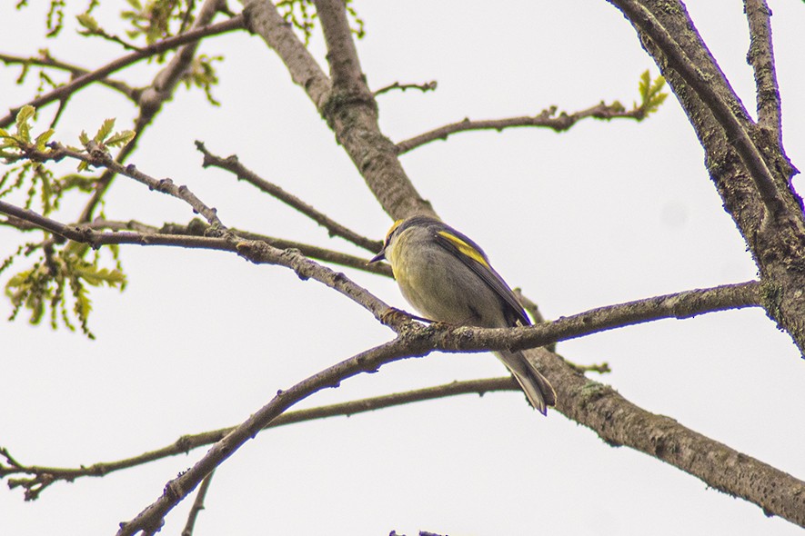 Golden-winged Warbler - Steve Coates