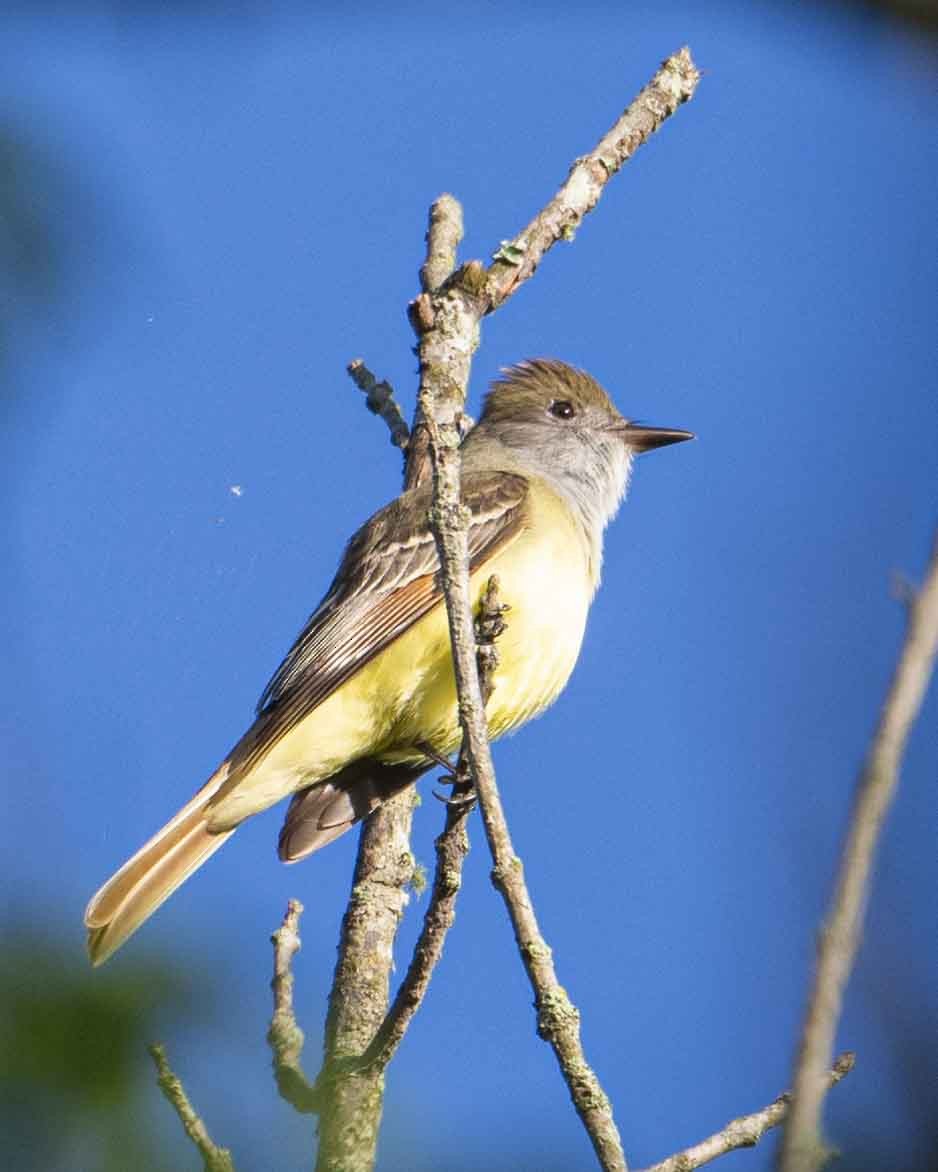 Great Crested Flycatcher - ML618816521