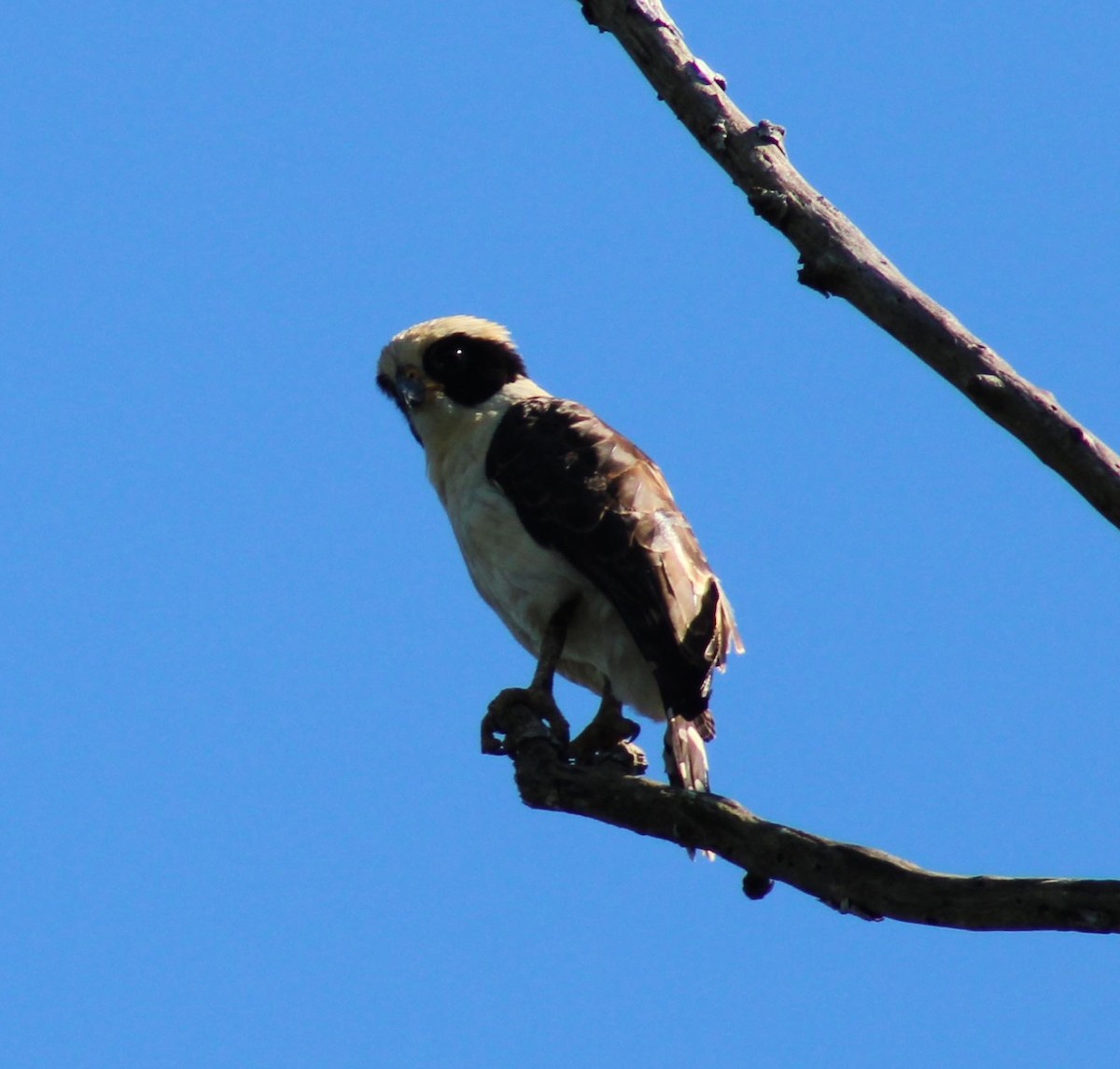 Laughing Falcon - Franziska Riedel