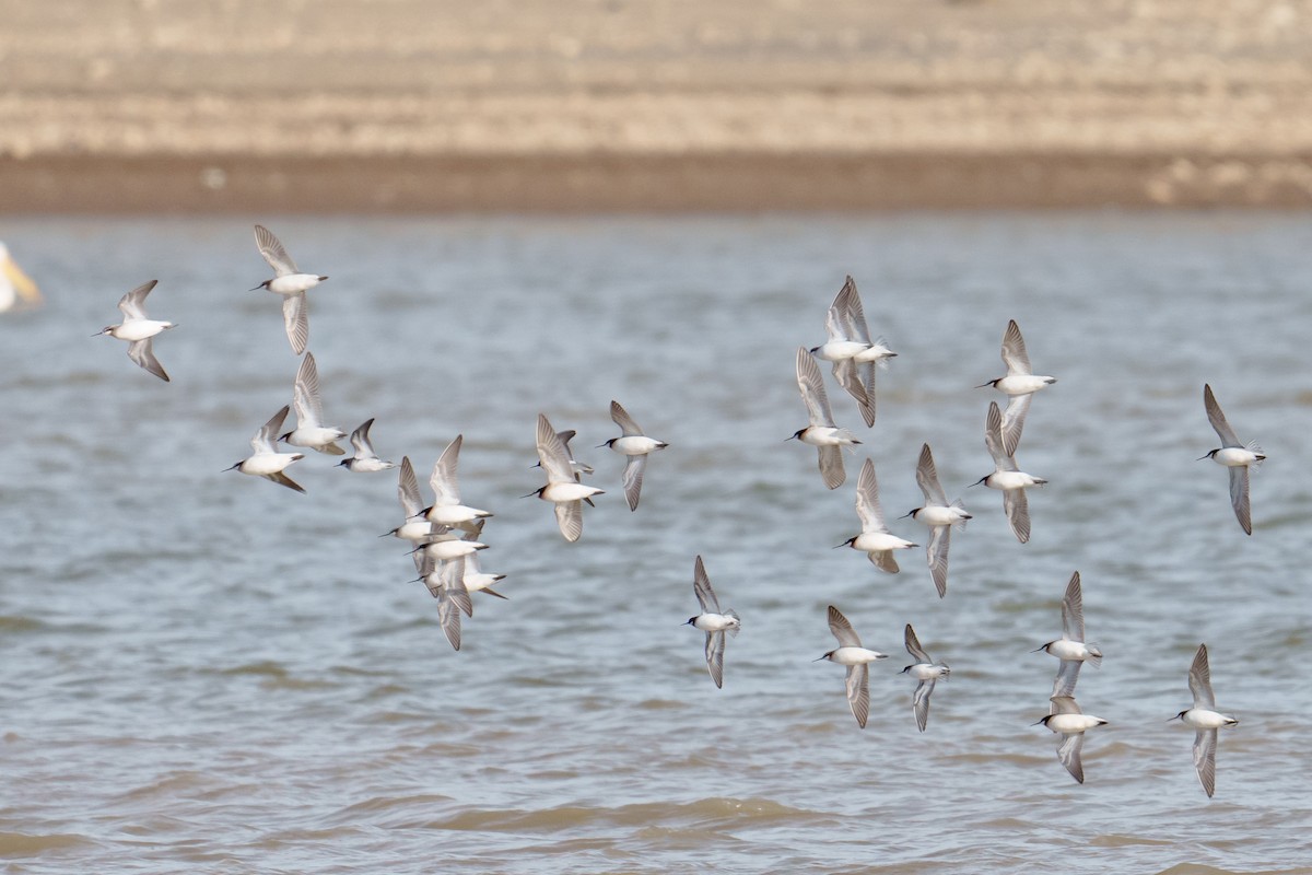 Wilson's Phalarope - Linda Chittum