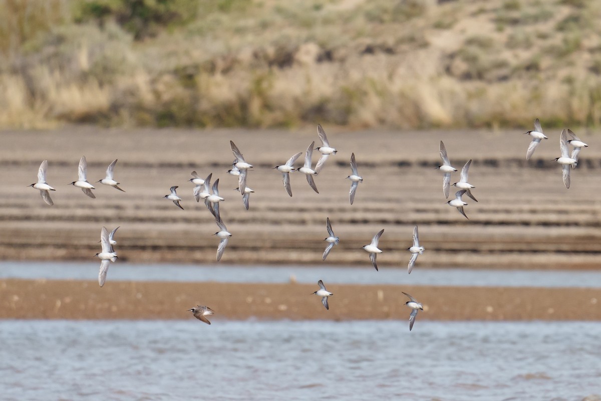 Wilson's Phalarope - Linda Chittum