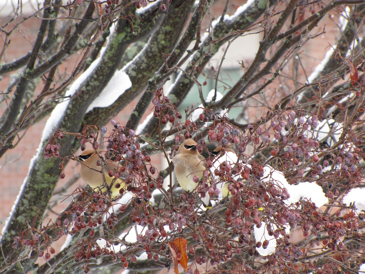 Cedar Waxwing - Peter McTague