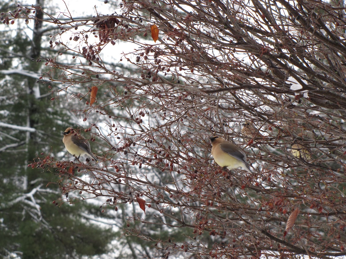 Cedar Waxwing - Peter McTague