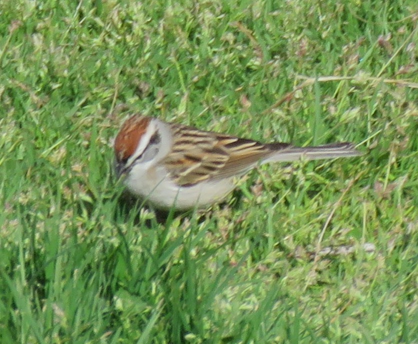 Chipping Sparrow - Roger Debenham