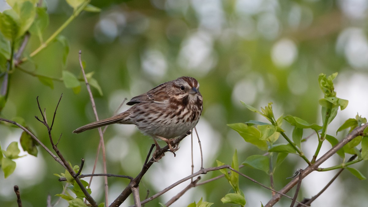 Song Sparrow - Mike Good