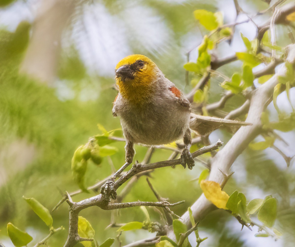 Verdin - Elliot Barnathan