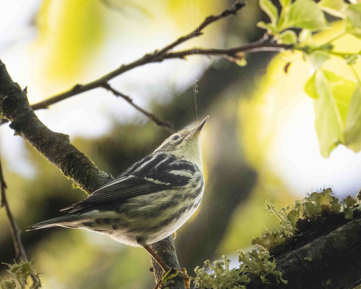 Black-and-white Warbler - Gary Hofing